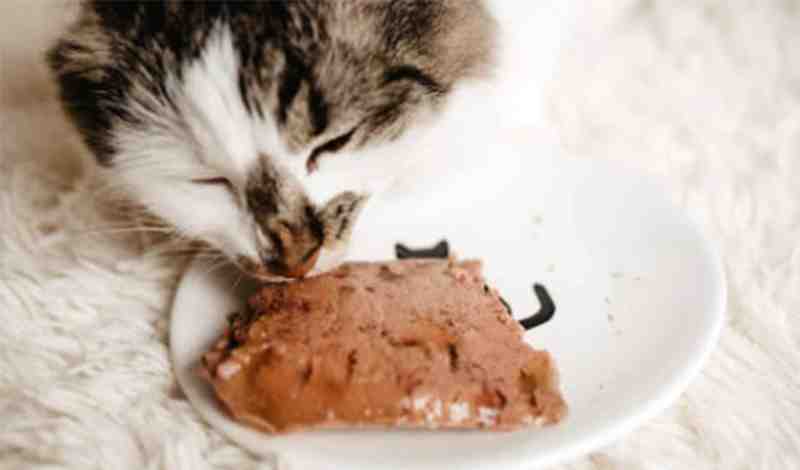 Homemade Cat Food To Gain Weight