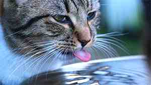 How Long Can A Cat Live Without Water