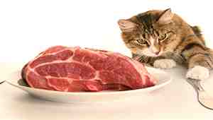 How Long Can Raw Cat Food Be Left Out