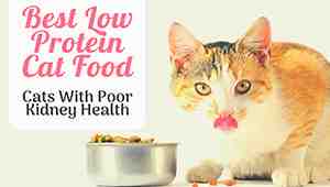 Low Protein Canned Cat Food