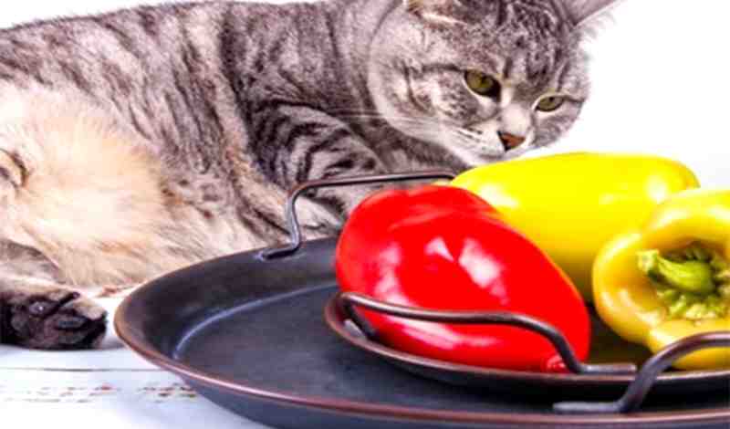 Bell Peppers to Cats