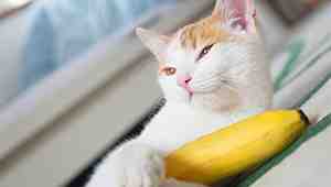 Can Cats Eat Bananas