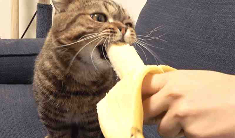 Can Cats Eat Bananas