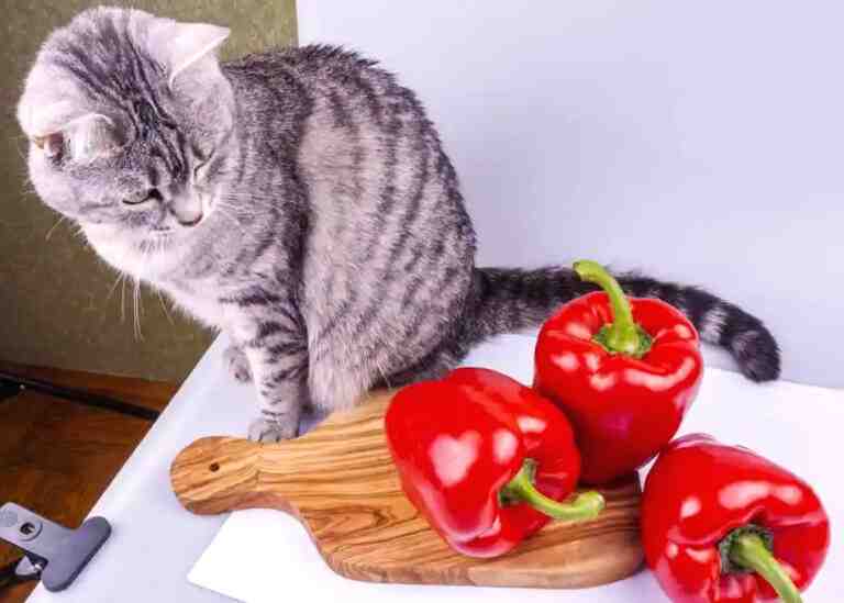 Can Cats Eat Bell Pepper? 7 Amazing Health Benefits Of Bell Peppers To Cats Perfect Cat Food