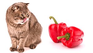 Can Cats Eat Bell Pepper