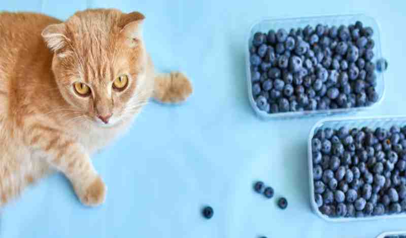 Can Cats Eat Blueberries