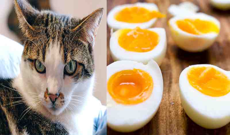 Can Cats Eat Boiled Eggs