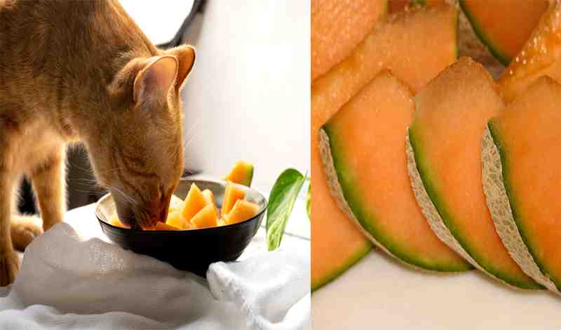 Can Cats Eat Cantaloupe