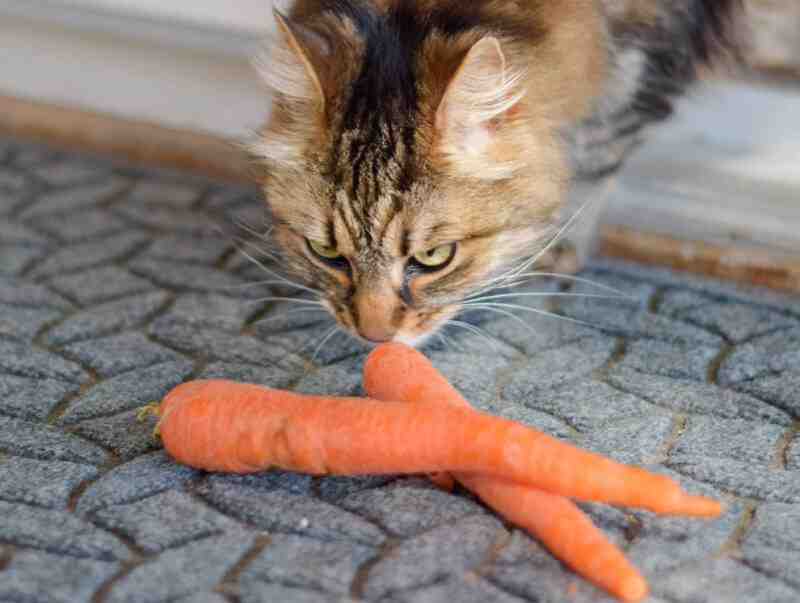 Can Cats Eat Carrots