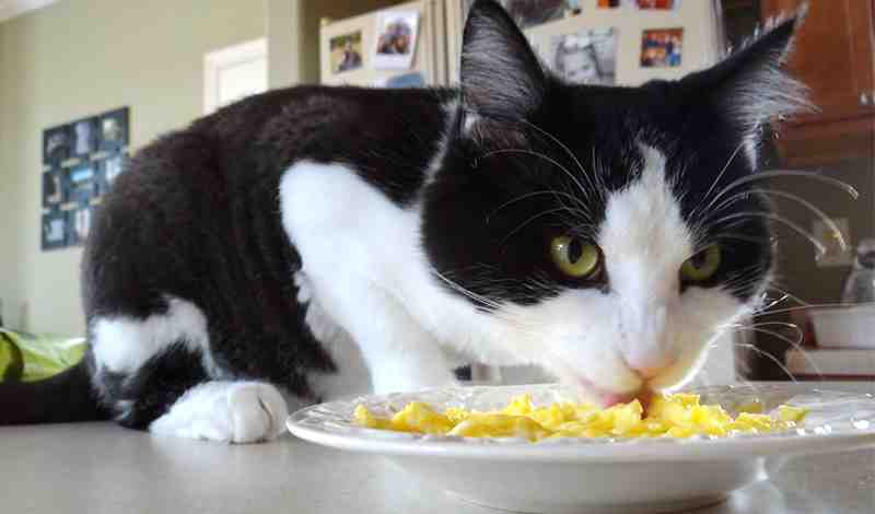Can Cats Eat Cooked Eggs
