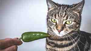 Can Cats Eat Pepper