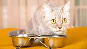 Can Cats Eat Tuna In Water