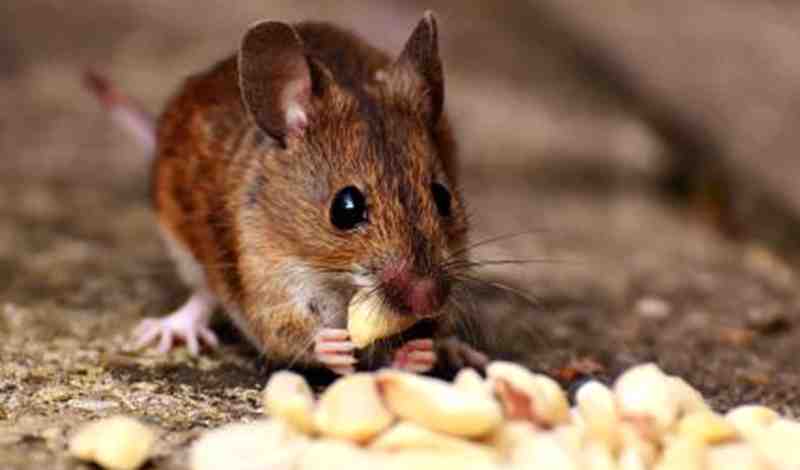 Can Mice Eat Cat Food 5 Best Ways To Stop Rats From Eating Cat Food 