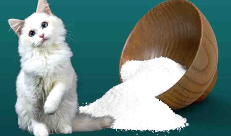 Can cats eat salt with food