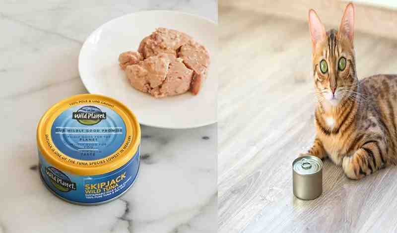 Canned Tuna Good For Cats