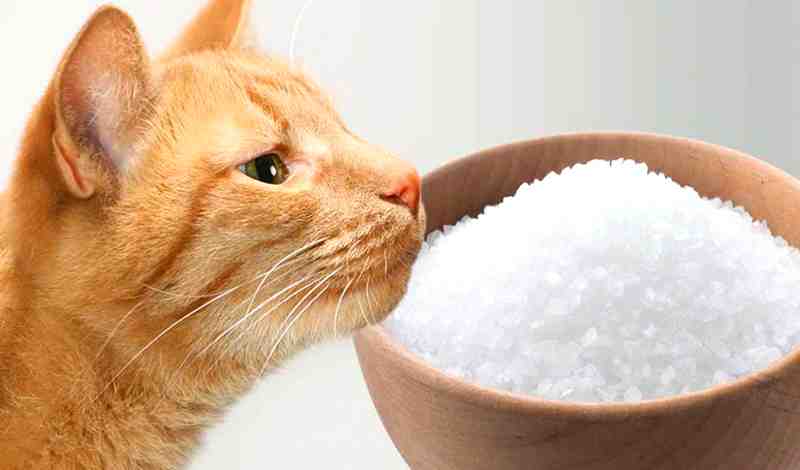 Is Salt Bad for Cats