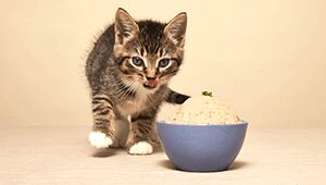 Best Food For Cats With Asthma