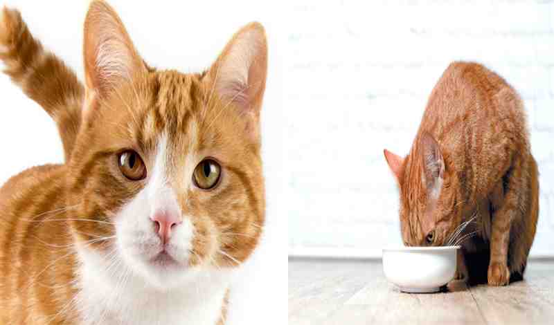 Best Food For Cats With Asthma