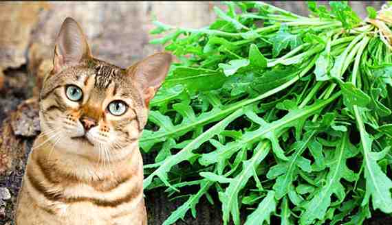 Can Cats Eat Arugula