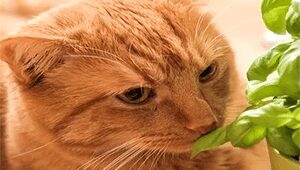 Can Cats Eat Basil