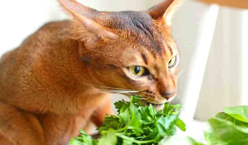 Can Cats Eat Basil