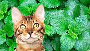 Can cats eat mint