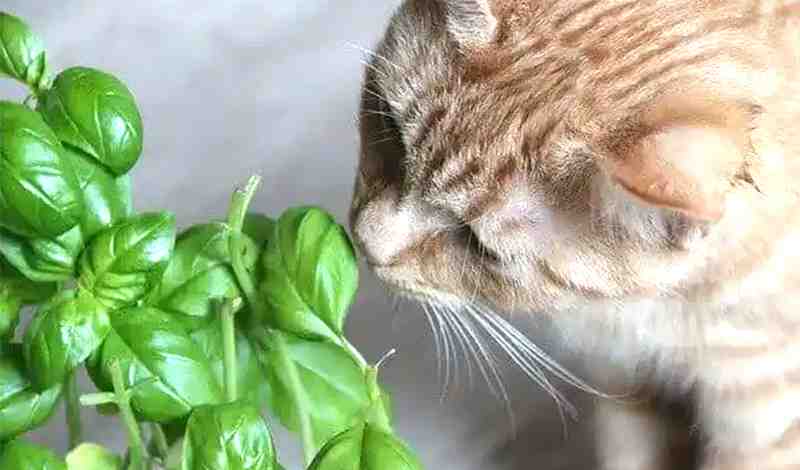 Cats Like To Eat Basil