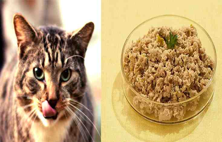 Soft Dry Food For Cats With No Teeth