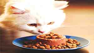 When Can Cats Eat Solid Food