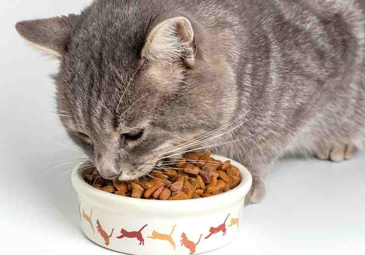 When Can Cats Eat Solid Food