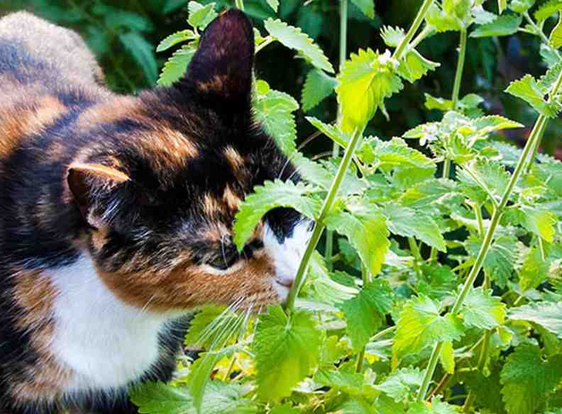 cats eat mint plants