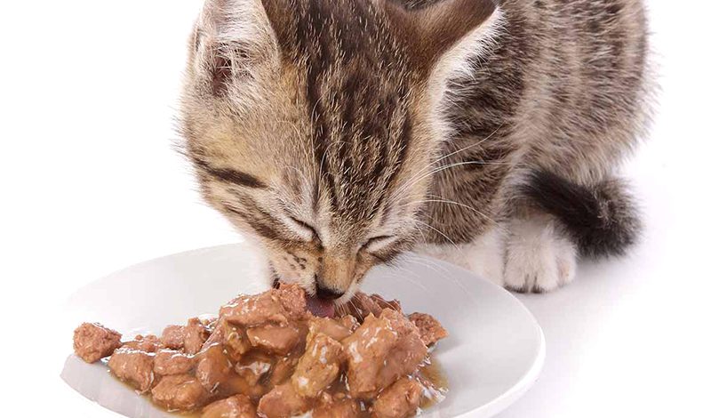 How Long Is Wet Cat Food Good For