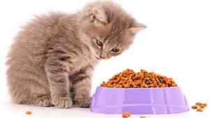 How Long to Feed Cat Kitten Food