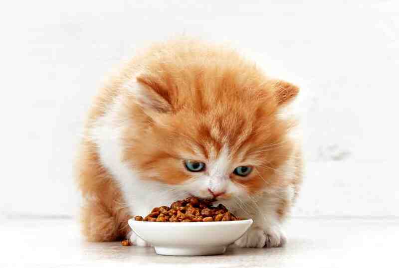 How Long to Feed Cat Kitten Food
