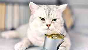 How Many Cans of Wet Cat Food A Day