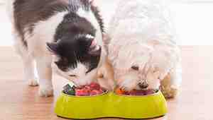 Myths About Pet Food And Nutrition