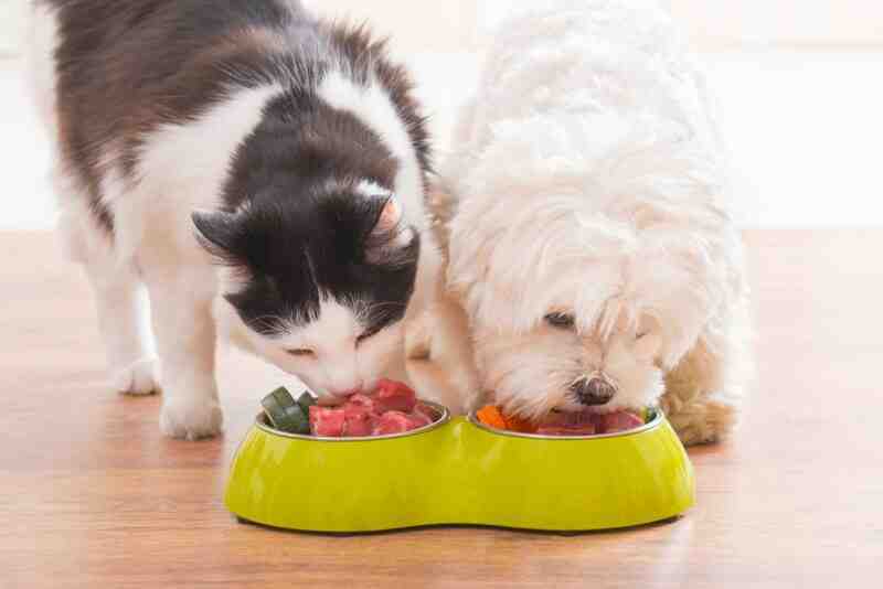 Myths About Pet Food And Nutrition