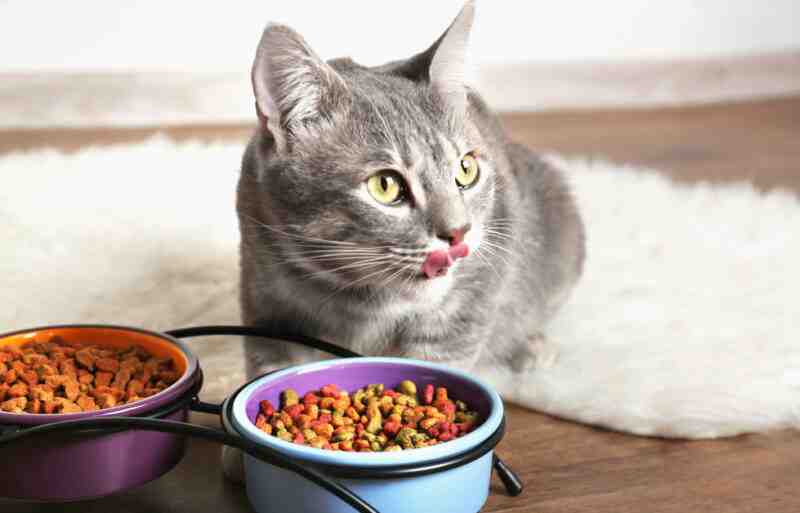 what is taurine in cat food