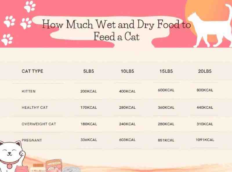 Feed Your Cat Both Wet and Dry Food