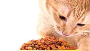 High Calorie Cat Food For Sick Cat