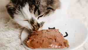 Homemade Cat Food For Kidney Disease