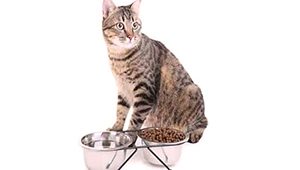 How Long Can Cats Go Without Food or Water