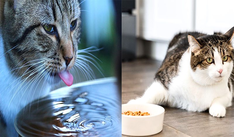 How Long Can Cats Go Without Food or Water