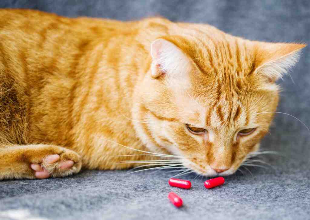 How To Give a Cat A Pill Without Food