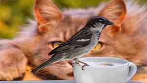 How To Keep Birds from Eating Cat Food