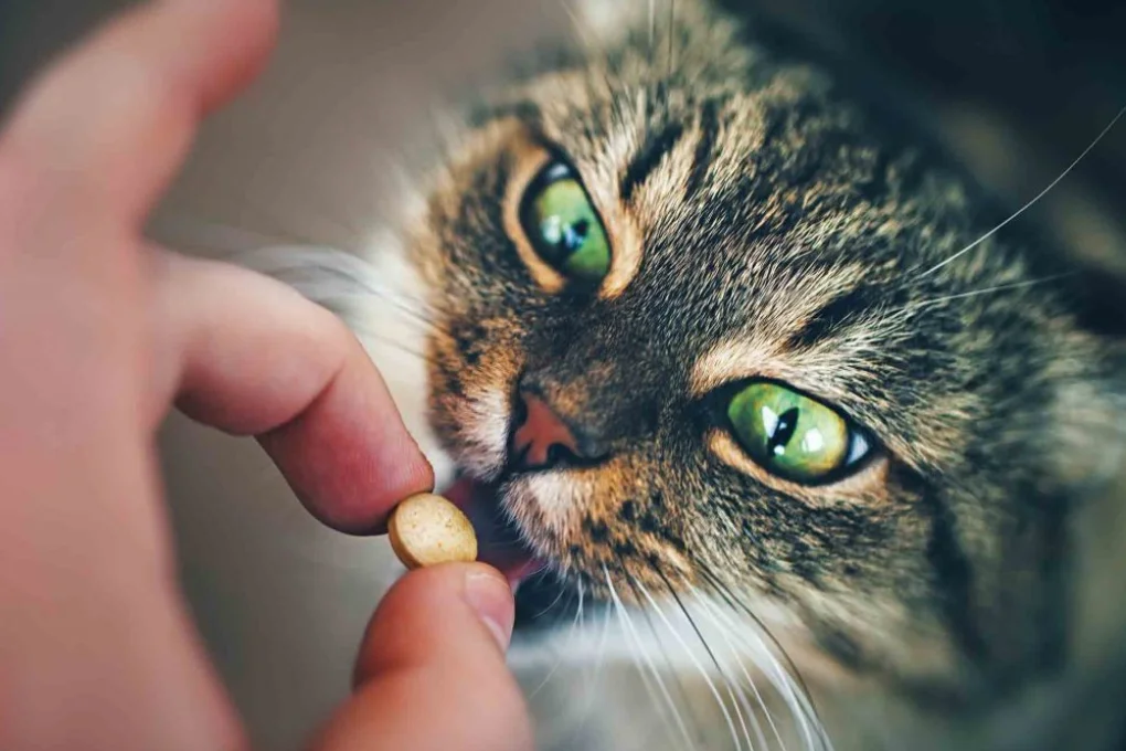 Pill Pockets: Sneaky Treats for Cats