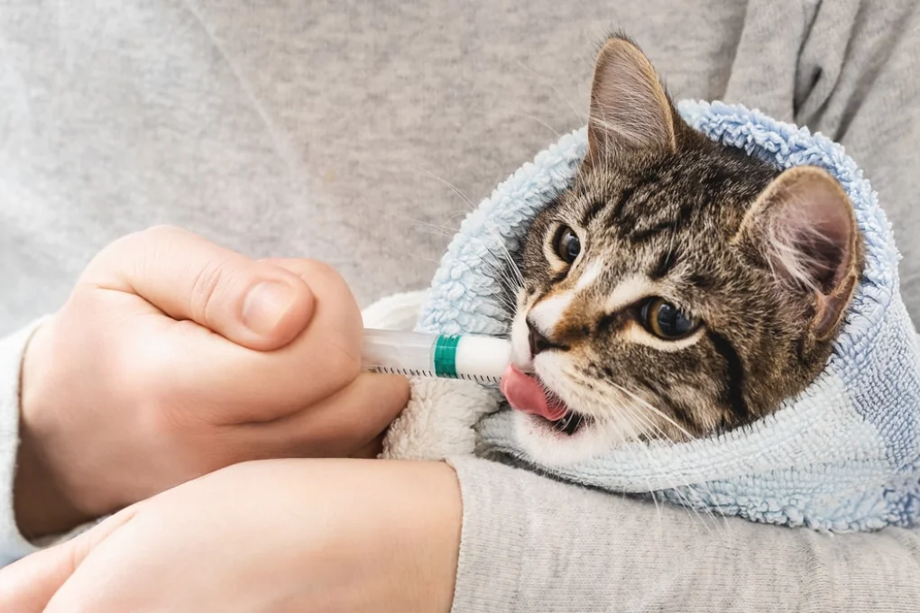 Safety Tips When Giving A Cat A Pill