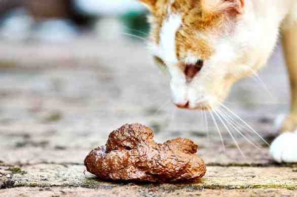 why do cats like stinky food