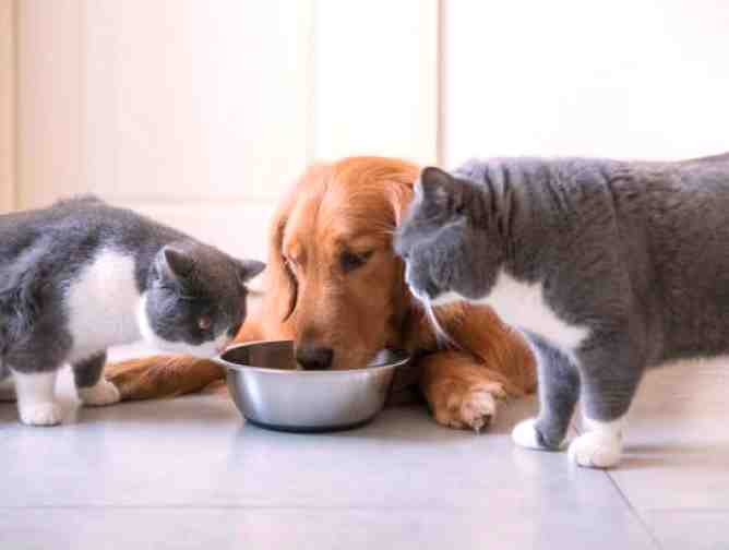 Can I Mix Cat Food with Dog Food