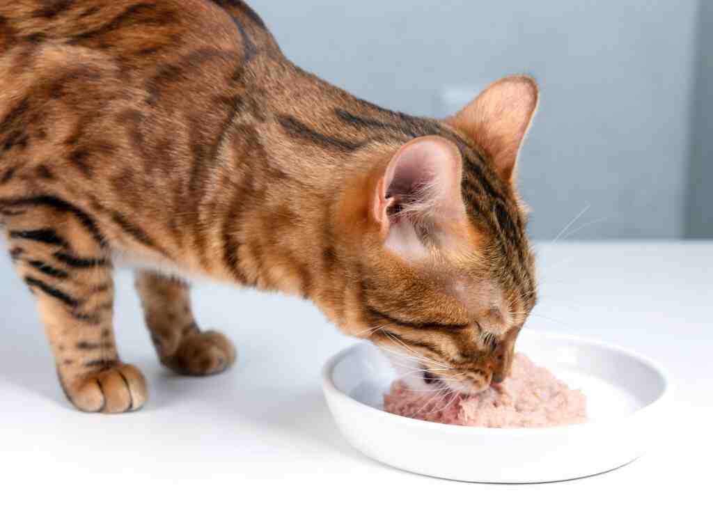 Can Wet Cat Food Cause Diarrhea